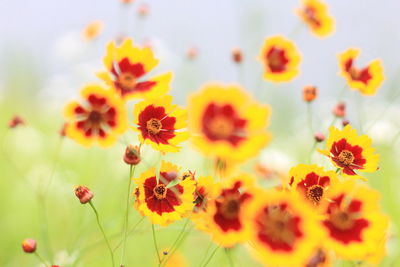 Close-up of yellow flowering plant