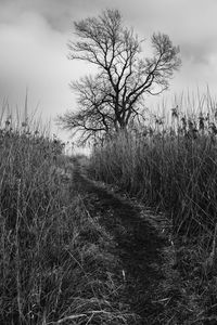 Trees on field against sky