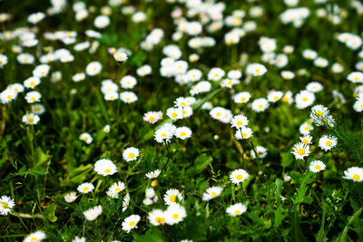 Close-up of white daisy flowers on field