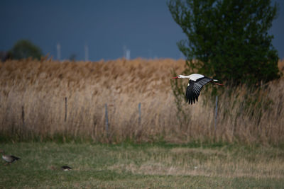 Bird on field