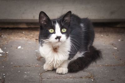 Portrait of cat sitting outdoors