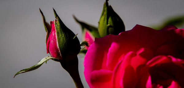 Close-up of pink flowers blooming outdoors