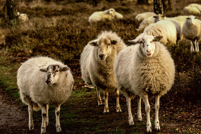 Sheep standing on grass