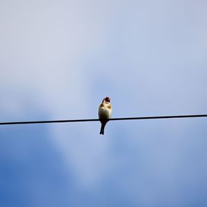 Low angle view of bird perching on cable against clear sky