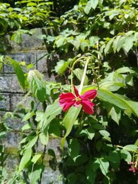 Close-up of pink flowering plant