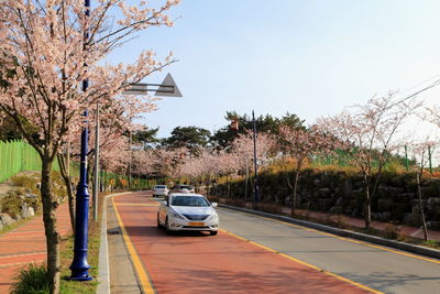 View of trees along road