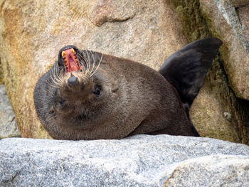 Close-up of animal lying on rock