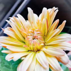 Close-up of flower