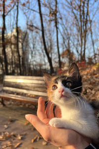 Tricolor lucky kitten in human hands