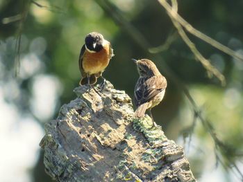 Close-up of bird perching on tree