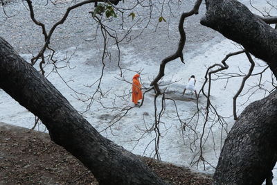Close-up of birds perching on bare tree during winter