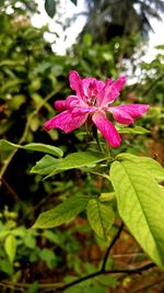 Close-up of pink flowering plant