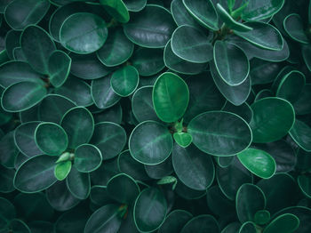 Full frame shot of leaves in sea