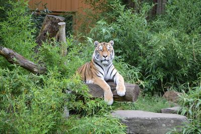 Cat relaxing in a zoo