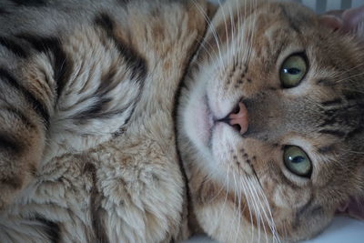 Close-up of cat looking at camera