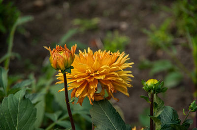 Close-up of yellow flowering plant