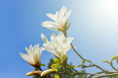 Close-up of white flowering plant against clear blue sky