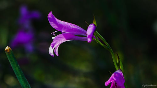 Close-up of purple iris flower