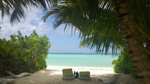 Palm trees on beach against sky