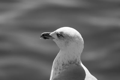 Close-up of seagull