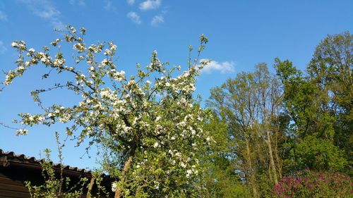 Low angle view of flowers against blue sky