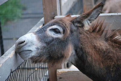 Close-up of horse in stable