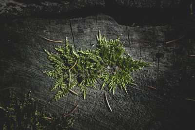 High angle view of plant growing on tree trunk