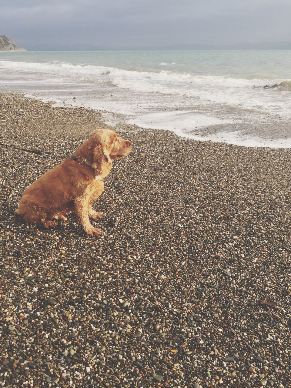 animal themes, one animal, mammal, pets, domestic animals, sea, no people, dog, outdoors, horizon over water, beach, day, water, nature, portrait, feline, sky