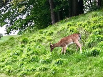 Deer on grass