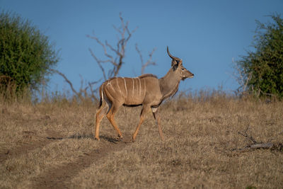 Deer standing on field