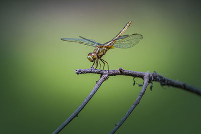 Close-up of dragonfly on twig