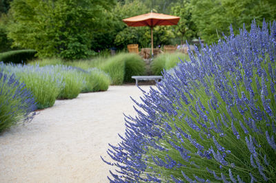 Low angle view of lavender