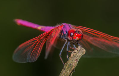 Close-up of insect on red flower