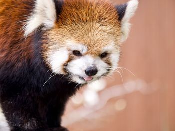 Red panda looking down