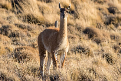 Horse standing in grass
