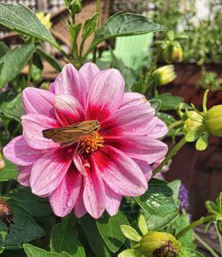 Close-up of pink flower