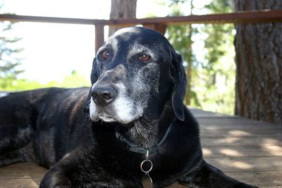 Close-up portrait of dog