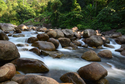 Rocks in stream amidst trees in forest