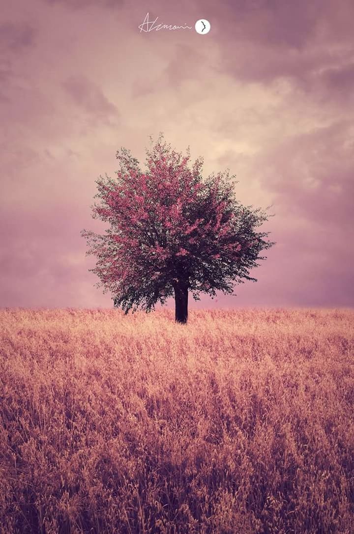 TREES ON FIELD AGAINST CLOUDY SKY