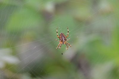 Close-up of spider on web