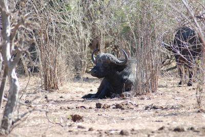 View of a water buffalo sitting on field