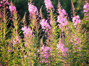 Close-up of pink flowering plants in garden