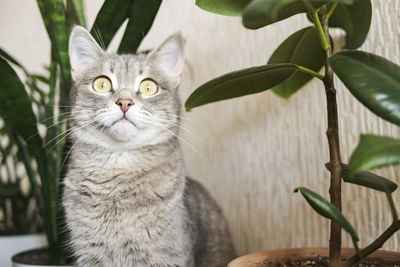 Close-up of cat