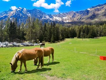 Horses in a field