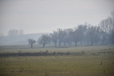 Trees on field against sky