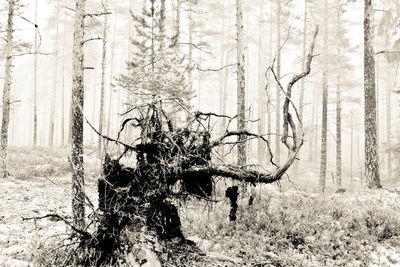Close-up of tree
