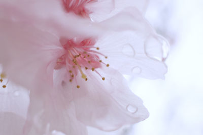 Close-up of pink cherry blossom