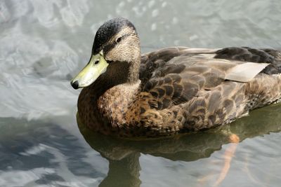 Close-up of mallard duck swimming in lake