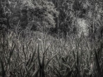 Trees growing in forest