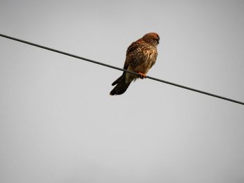 Low angle view of bird perching on cable against sky